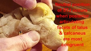 2.2K views · 35 reactions | Subtalar Joint Anatomy, Pronation,...