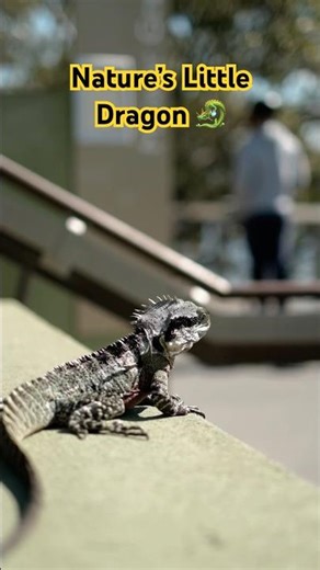 Cool Lizard Basking in the Sun ☀️ | Nature’s Calm Moment #Shorts