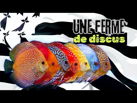 Une ferme de discus en bretagne