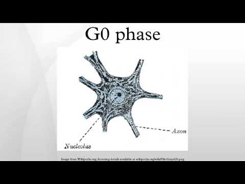 G0 phase