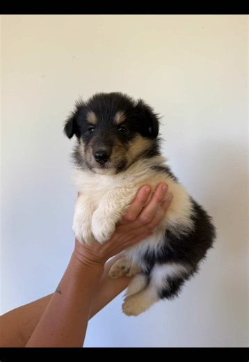 Rough Collie Puppy: 4-Week-Old Talkative Collie Behavior Explained