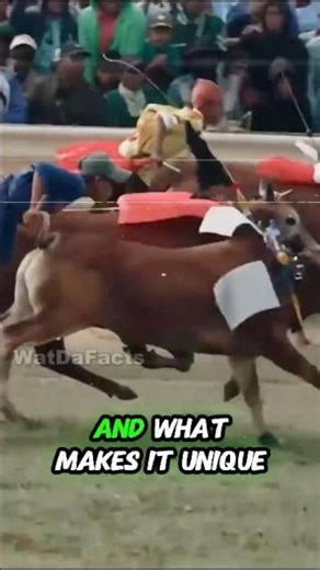 This Race Uses Cows… Not Horses😱