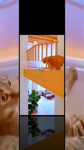Clumsy Cats Being Hilarious