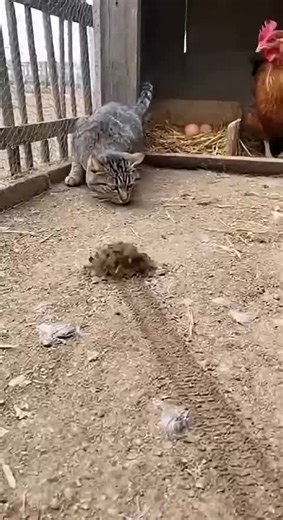 International Comedy Highlights from the USA and UK