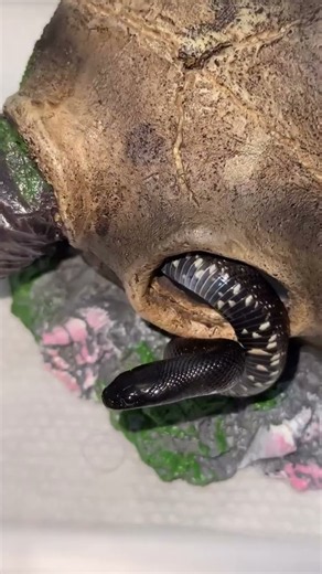 Mexican Black Kingsnake (MBK) #umarzoologist #nature #medlab #love #zoology #biology #zookeys #umar
