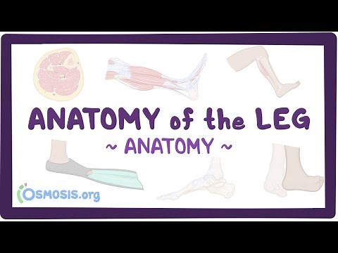 Anatomy of the leg