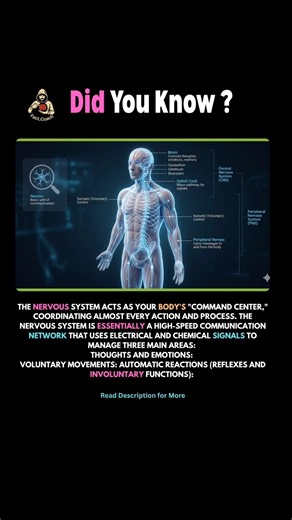 Wait... How Fast is Your Nervous System? 🤯 #factsdaily #facts #shorts