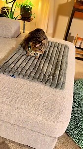 Does Your Pet Show These 3 Winter Warning Signs? 🐱❄️ 1️⃣ Shivering or seeking warm spots constantly 2️⃣ Curling into tight balls when sleeping 3️⃣ Reluctant to leave bed or blankets Self-Warming Mat fixes the root cause - cold surfaces that steal body heat. ✅ Reflects warmth back naturally ✅ No dangerous electric cords ✅ Works instantly when they lie down Give them safe, cozy comfort - Buy now with 40% off bundles! 🎁 👉 https://evryno.com/products/self-warming-pet-mat | Evryno