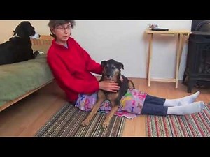 Psychiatric Service Dog Anxiety Tasks Online Class 2025