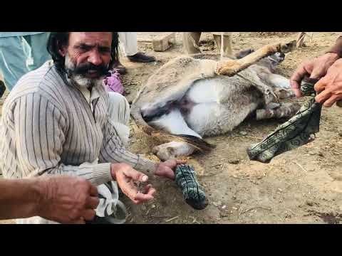 Donkey 😱 Operation||Donkey ka kia Operation||