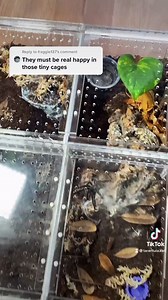 Why are my tarantula enclosures so small? | Tarantula Kat