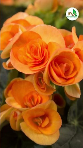 10 Beautiful Orange Flowers to Spice Up Your Garden!
