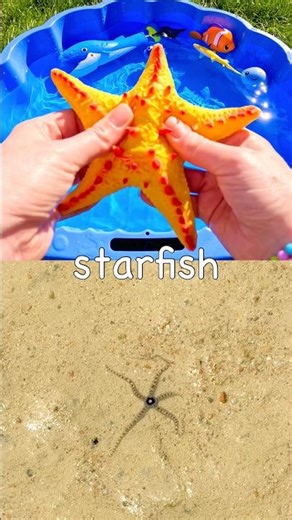 Kids Learn | Sea Animal Names with Toys: Lemon Shark Penguin Starfish Turtle Dolphin