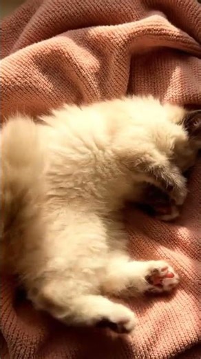 Fluffy Ragdoll Kitten Gentle Purring ASMR