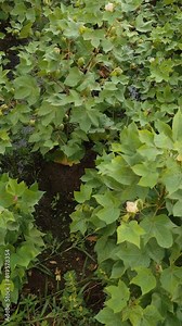 Cotton flower and green pods.Raw Organic Cotton Growing at Cotton Farm. Gossypium herbaceum close up with fresh seed pods.