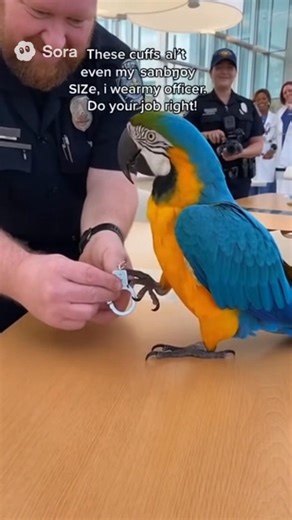 “Sir those cuffs are ILLEGAL size 😂🦜” Hashtags: #ParrotArrest #HospitalComedy #TalkingBird #CopFail #ViralUSA #4KFunny #BirdLogic | parrot patrol usa