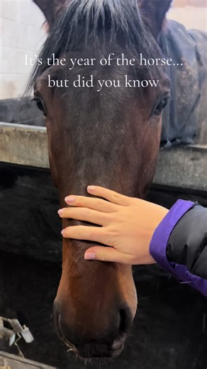 Celebrate the Year of the Horse at Lingfield Park