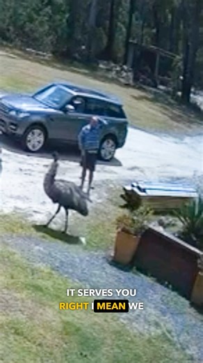 WATCH AS AN INVASIVE LUNATIC TRIES TO SCARE AN EMU THAT IS TRYING TO FEED THEMSELVES, BUT IT ALL BACK FIRES...as the human pest ends up falling backwards and hits his head, which gave the emu the chance to do some damage to him...but instead of hurting them too much, the harmless emu just goes back to feeding themselves, ignoring the vermin that tried to get in their face...humans should only get compassion when they give compassionate, harming animals or paying others to do it for you is not ki