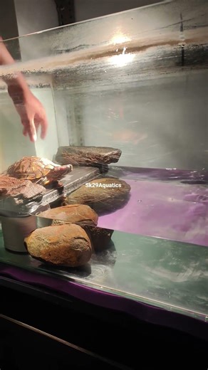 new large tank for my little ones #redearedsliderturtle #viral #aquarium #amphibia