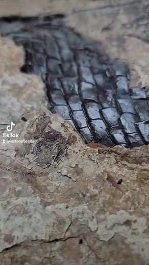 #fossils #fossil #paleontology #geology #preparation #natural #nature #science #fossilhunting #prehistoric #love #greenriverformation #fossilhunter #real #minerals #ammonite #rocks #fossiladdict #palaeontology #drive #clean #naturalhistory #fish #paleontologist #paleoart #insane #geologyrocks #wyoming #wy #thatswy #fypシ #fyp