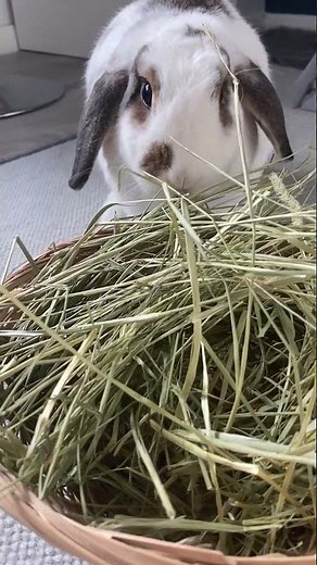 Importance of Timothy Hay for Rabbits | Science Selective