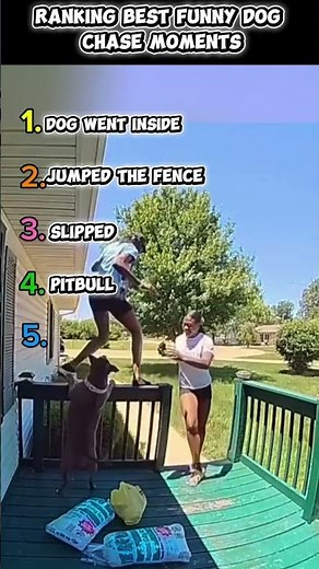 Funniest Dogs Chasing Humans