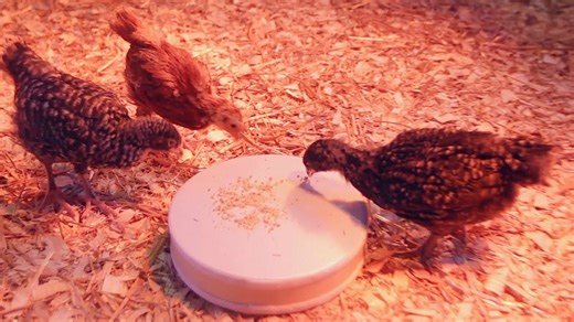 Watch what happens when a chicken finds a drum