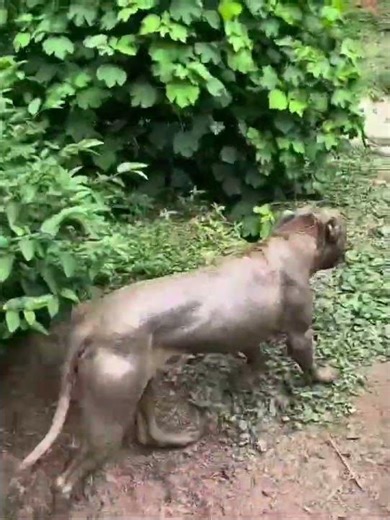 Dog's playful mud bath and river jump captured in Rio de Janeiro, Brazil