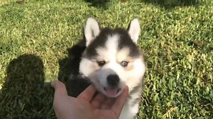 Time to play and explore 😁 🥰 PM for more info | Pomsky USA