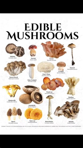 Types of Mushrooms #mushrooms | Farming Tech& Business