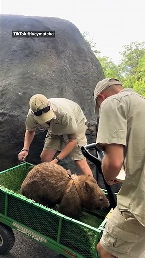 Walking a wombat at Australia Zoo — the best part of the job, hands down