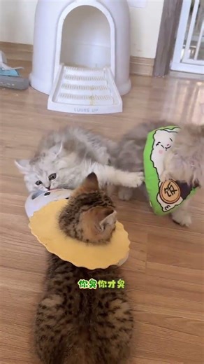 Cute Kitten's Confusing Debut! 🐾😻 PetViral KittyDrama