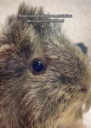 Reacción a Comentarios Divertidos de Cuyos en Internet