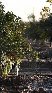'We’re right on the fringe of possible damage' | Florida citrus farmers race to stay ahead of the freeze