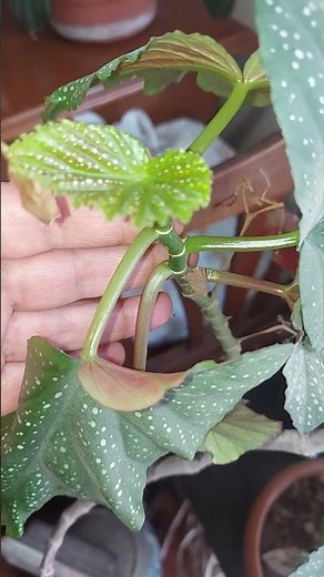 How to Care for and Propagate Spotted Begonias. Do This.
