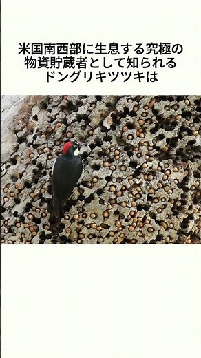 鳥界の職人？ドングリキツツキの貯蔵術の雑学 #雑学 #shorts