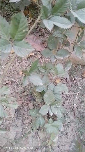 #raspberrypropagation #homegardening