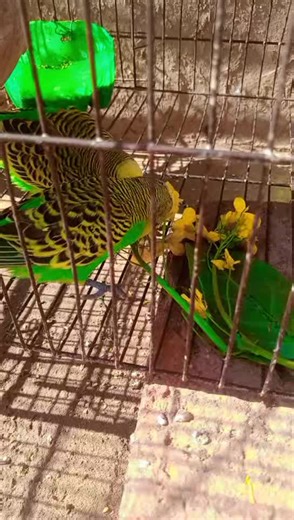 Adorable Budgie Moments Captured