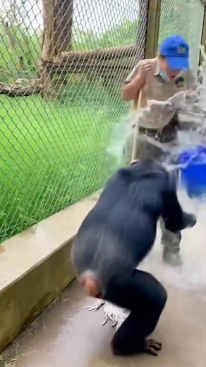 Chimpanzee play with zookeeper ❤️ #orangutans #gorilla #wildlife #animals #chimpanzee #fblifestyle | Tagob Reel