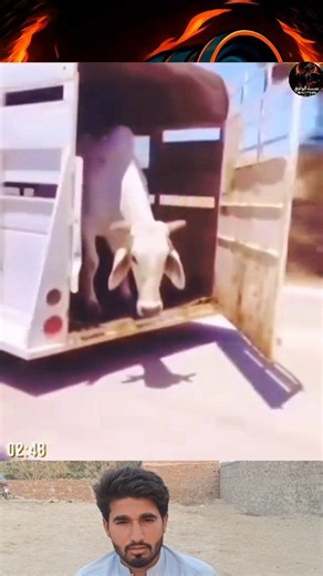 Animals with Superpowers 😱 | American Plus