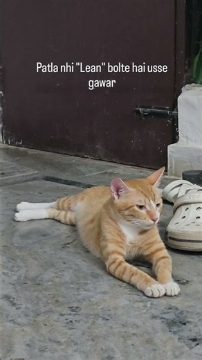 Lean vs Loan Cat 😂🐱 | Funniest Cat Comparison #Shorts #cat #funny