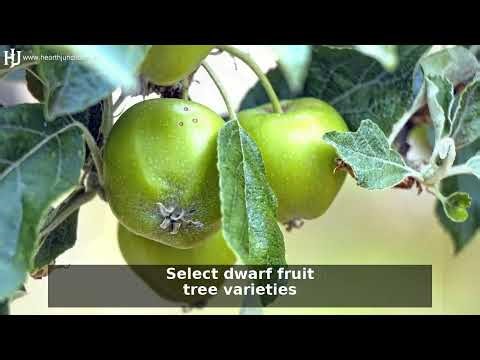 Mini Backyard Orchard Guide: Top 5 Dwarf Fruit Trees
