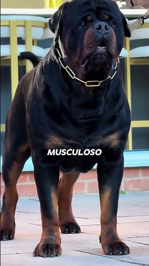 Cane Corso vs Rottweiler, cuál es el perro guardián definitivo 💥 #dogsshorts #perros #trending