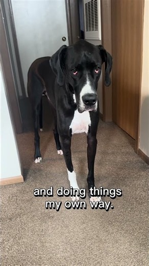 Great Dane introductions hit different #greatdane #dogpersonality