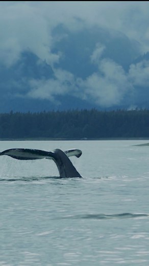 51K views · 333 reactions | What’s the best whale watching spot? Alaska’s Inside Passage sees over 500 humpback whales every year.  Book your Alaska cruise today with the #1 Cruise Line for Alaska Wildlife and Wilderness Tours!  | Holland America Line | Facebook