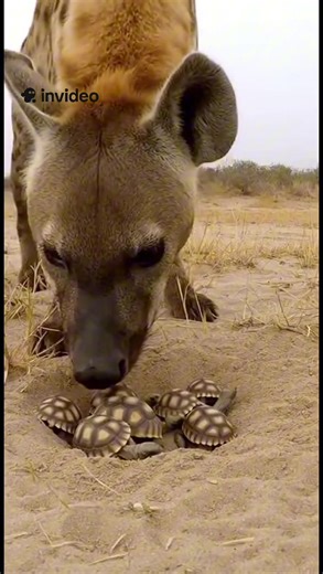 The Fascinating Journey of Baby Turtles