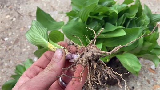 Royal Standard Hosta – Fragrant White Flowers, Shade Perennial (bare Root) - Etsy