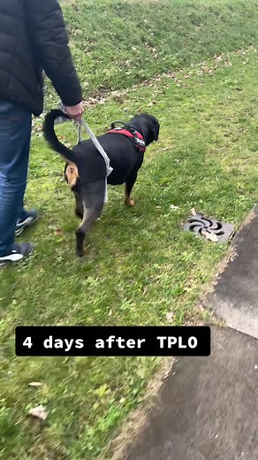 our journey with TPLO - she had 3 surgeries, i'm so proud of her 🫶🏻🥹 -7200055547045973254 #recovery #rottweiler #happy #tplo #journey #dogs #surgery #kneesurgery #bestfriend | C. Wells