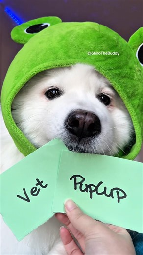 I made the wrong choice 😨 #funny #dogshorts #puppy #cutedog #dog #cute #relatable #shiro #samoyed