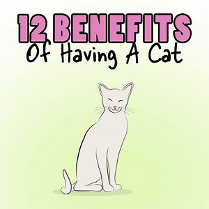12 Benefits of Having a Cat | The Power of Happy